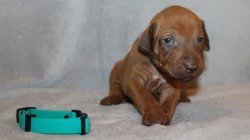 Rhodéský ridgeback - štěňátka