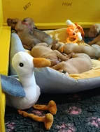 Rhodéský ridgeback - štěňátka