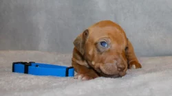 Rhodéský ridgeback - štěňátka