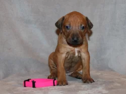 Rhodéský ridgeback - štěňátka