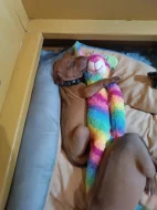 Rhodéský ridgeback - štěňátka