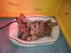 Rhodéský ridgeback - štěňátka