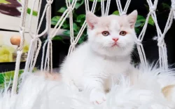 Britská koťátka k rezervaci!