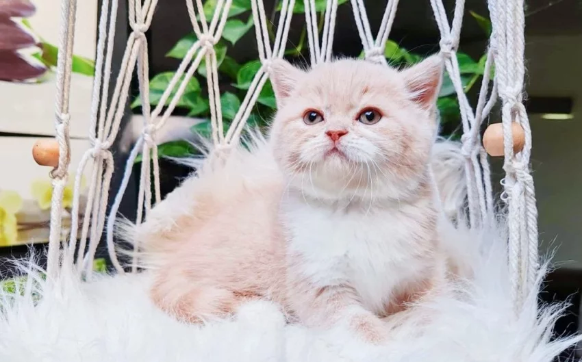 Britská koťátka k rezervaci!