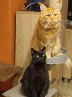 Mainská mývalí kocourek bez P.P