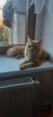 Mainská mývalí kocourek bez P.P