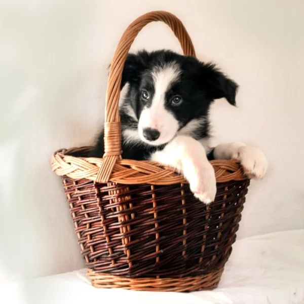 Štěně border kolie