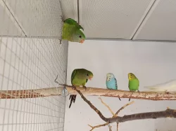Prodám papoušky nádherné