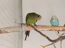 Prodám papoušky nádherné