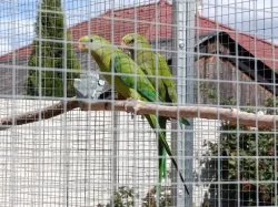 Prodám papoušky nádherné