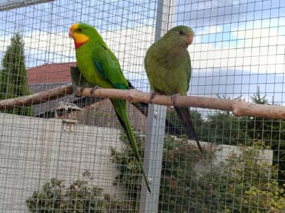 Prodám papoušky nádherné