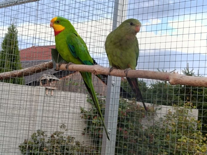 Prodám papoušky nádherné