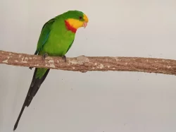 Prodám papoušky nádherné