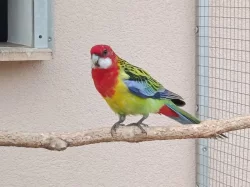 Prodám 6 kusů rosel pestrá nádherná goldmantel z 2025