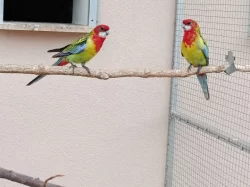 Prodám 6 kusů rosel pestrá nádherná goldmantel z 2025