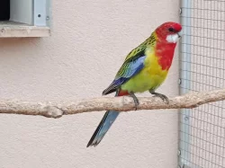 Prodám 6 kusů rosel pestrá nádherná goldmantel z 2025