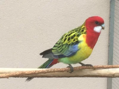 Prodám 6 kusů rosel pestrá nádherná goldmantel z 2025