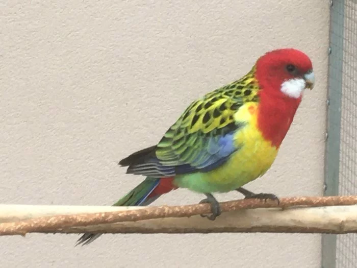 Prodám 6 kusů rosel pestrá nádherná goldmantel z 2025