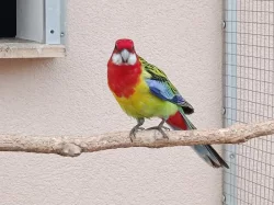 Prodám 6 kusů rosel pestrá nádherná goldmantel z 2025