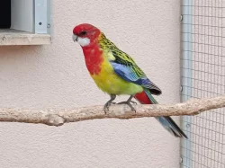 Prodám 6 kusů rosel pestrá nádherná goldmantel z 2025