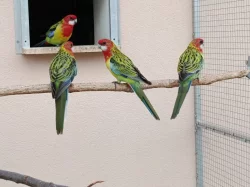 Prodám 6 kusů rosel pestrá nádherná goldmantel z 2025