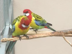 Prodám 6 kusů rosel pestrá nádherná goldmantel z 2025