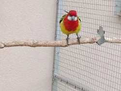 Prodám 6 kusů rosel pestrá nádherná goldmantel z 2025