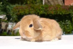 Mláďata k rezervaci