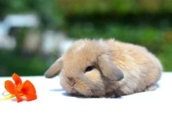 Mláďata k rezervaci