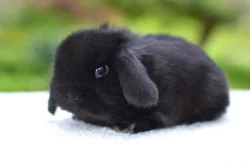 Mláďata k rezervaci