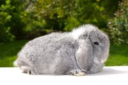 Mláďata k rezervaci