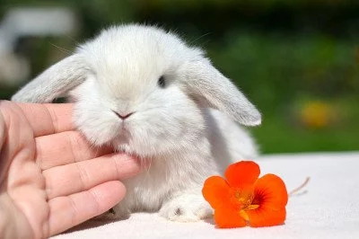 Mláďata k rezervaci