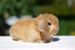 Mláďata k rezervaci