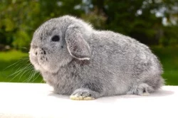 Mláďata k rezervaci