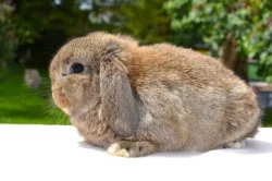 Mláďata k rezervaci