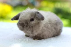 Mláďata k rezervaci