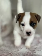 Jack russell terier pejsek