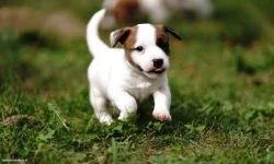 Jack russell terier pejsek