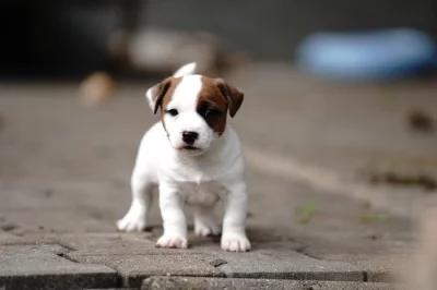 Jack russell terier pejsek