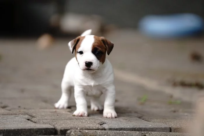 Jack russell terier pejsek