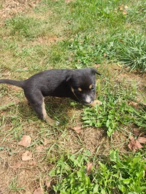 Štěňata do dobrých rukou