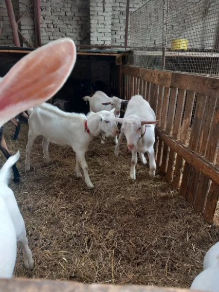 Prodám plemenné kozlíky - Koza bílá