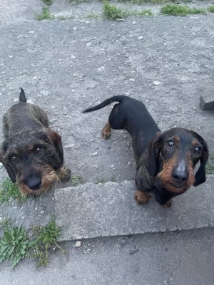 Jezevčík drsnosrstý standard