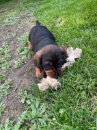 Jezevčík drsnosrstý standard