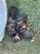 Jezevčík drsnosrstý standard