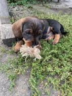 Jezevčík drsnosrstý standard