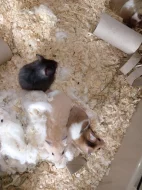 Prodám mláďata křečka syrského