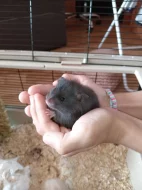 Prodám mláďata křečka syrského