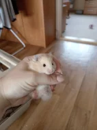 Prodám mláďata křečka syrského