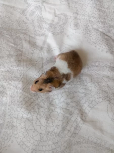 Prodám mláďata křečka syrského